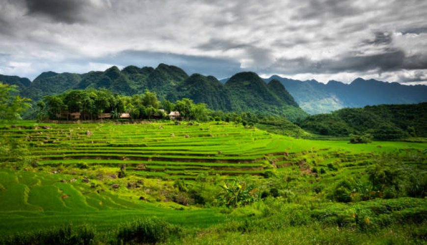 Dịch vụ từ trái tim
