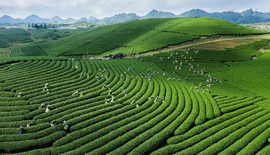 Dịch vụ từ trái tim